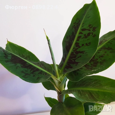 Банан - Стаен , снимка 3 - Разсади - 52508071