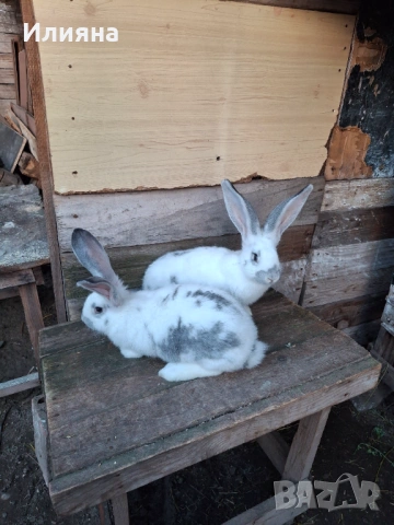 Продавам эайци , снимка 3 - Други животни - 53771954