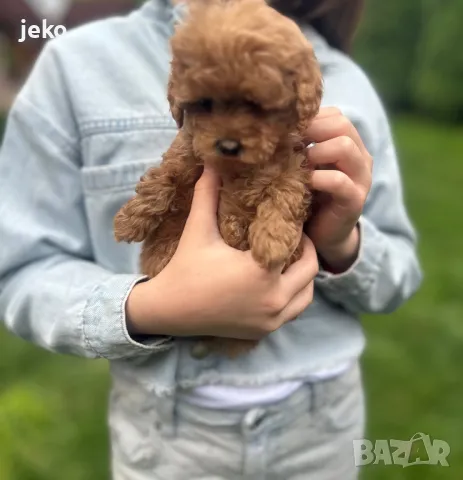 Той пудел Мини пудел последно