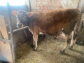 Две телета мъжко и женско по на 5-6 месеца, снимка 4