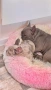 Френски булдог бебе/french bulldog, снимка 11