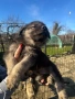 Източно европейска овчарка, снимка 1