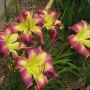 Hemerocallis Mike Reed(Хемерокалис Майк Рийд), снимка 1