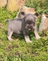 Френски булдог Блу Тан/French Bulldog Blue Tan , снимка 2