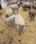 20 броя млади овце от месодайни породи, снимка 11