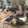 Продавам пилета супер харко женски и старозагорска кръстоска на 2 месеца , снимка 1 - Кокошки и пуйки - 44954002