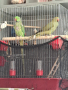 Двойка папагали малък Александър Намаление за месеца!
