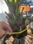 Финикова Палма , снимка 6
