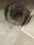 Персийски котенца, снимка 1