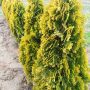 Туя Златен Смарагд, Thuja Occidentalis Golden Smaragd, снимка 5