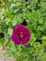 Храстовидна роза "Виолет ", снимка 1 - Градински цветя и растения - 45693110