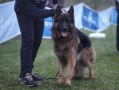 немска овчарка , снимка 8