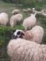 Провават се Овце, Кочове и  Чепишки  за Курбан Байрам, снимка 5