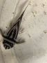 Pleco L046 Hypancistrus zebra / 4броя, снимка 2