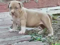 American bully xl, снимка 14