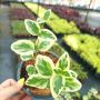 Винка Вариегатна, Vinca major Variegata, снимка 6