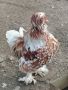 Петли струмски стандарт, снимка 1 - Кокошки и пуйки - 45332863