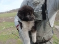 Каракачанско чубанско куче, снимка 5
