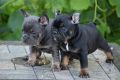 Две сладки френски кученца булдог готови сега, снимка 1 - Френски булдог - 45088579