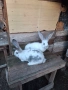 Продавам эайци , снимка 3
