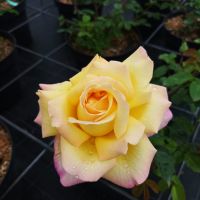 Роза „Мадам Мейланд“, Rose Madame A. Meilland, снимка 2 - Градински цветя и растения - 45829808