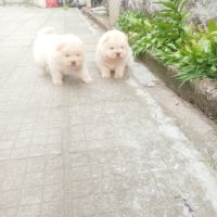 Продавам бяло кученцеЧау Чау, снимка 6 - Чау Чау - 45335121