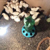 Пиленца легхорн, снимка 1 - Кокошки и пуйки - 45193891