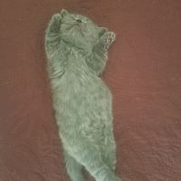 Британска късокосмести котенца, снимка 18 - Британска късокосместа - 45019492
