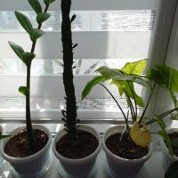 Различни кактуси, снимка 15 - Стайни растения - 45350691