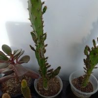 Различни кактуси, снимка 7 - Стайни растения - 45350691