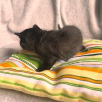 Шотландски котета , снимка 7 - Британска късокосместа - 45494950