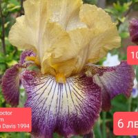 Ириси за продажба -1, снимка 2 - Градински цветя и растения - 45526729