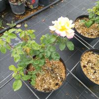 Роза „Мадам Мейланд“, Rose Madame A. Meilland, снимка 7 - Градински цветя и растения - 45829808