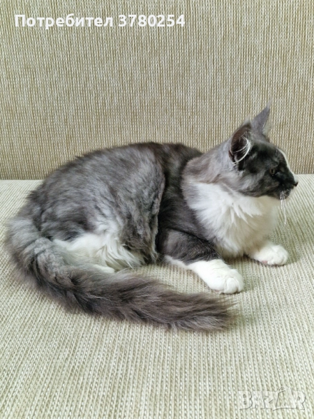 Мейн Кун, снимка 1