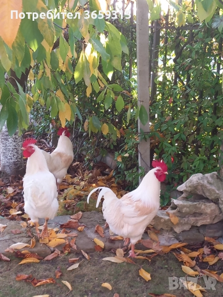 Петлета 8месечни, снимка 1