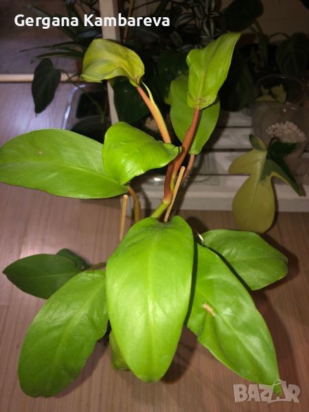 Philodendron Malay Gold , снимка 1