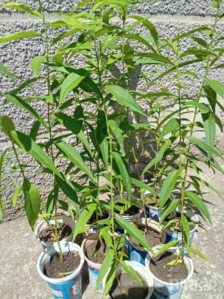 Праскови, снимка 1