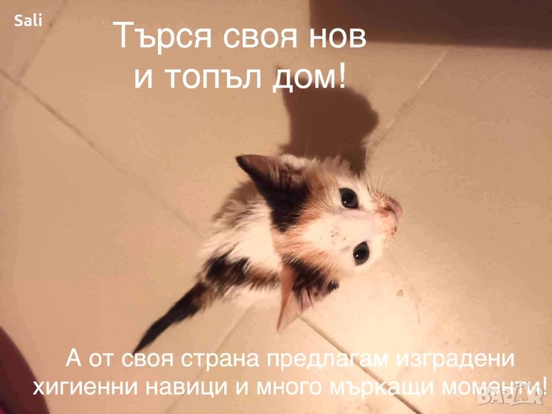 Подарява се! Малко котенце!, снимка 1