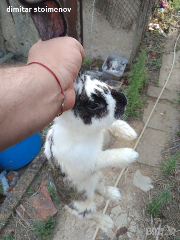 Vilikani belgiski, снимка 1