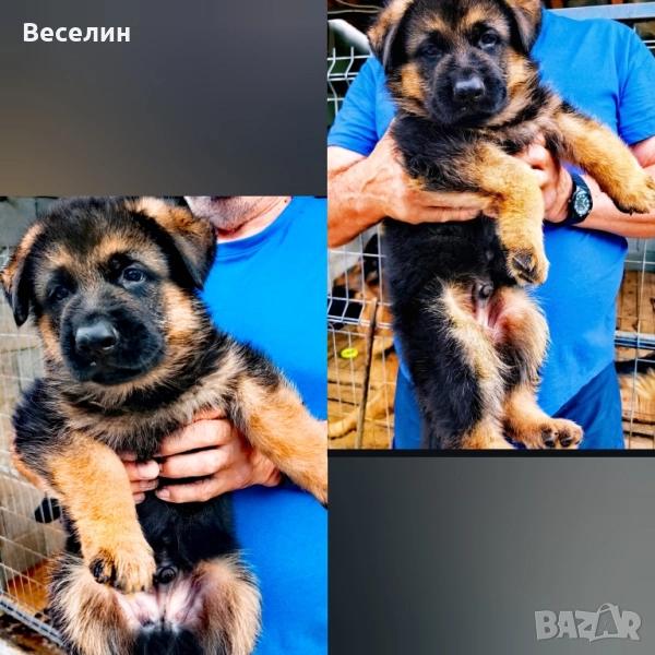 Продава немски овчарки , снимка 1