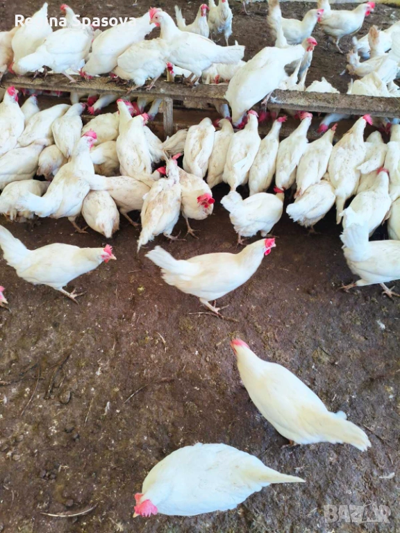 Продавам кокошки носачки , снимка 1