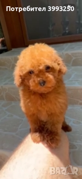 Мини той пудел, снимка 1