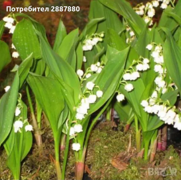 Момина сълза бяла, снимка 1