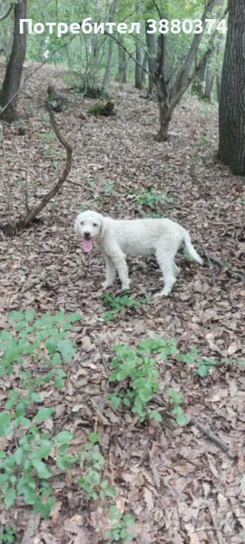 Продавам женско куче порода лаго , снимка 1