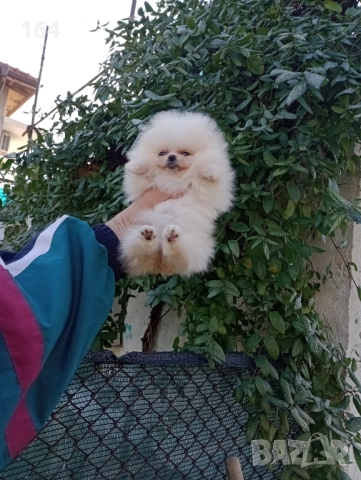 Мини момиченце. Померан. Реални снимки от 19.12.25 г, снимка 7 - Померан - 52809054