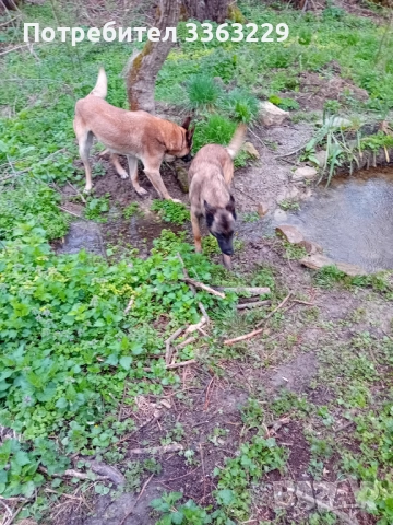 Продавам , снимка 6 - Белгийска овчарка - 52840117