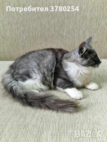 Мейн Кун, снимка 1