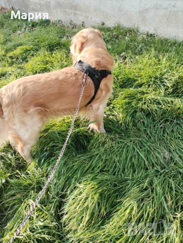 Мъжки голдън ретривър си търси партньорка, снимка 3 - Търси партньор - 51606323