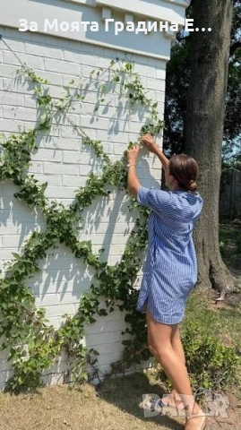 Бръшлян , снимка 3 - Градински цветя и растения - 53624027