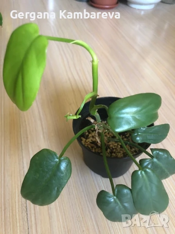 Philodendron Golden Violin , снимка 2 - Стайни растения - 50995539